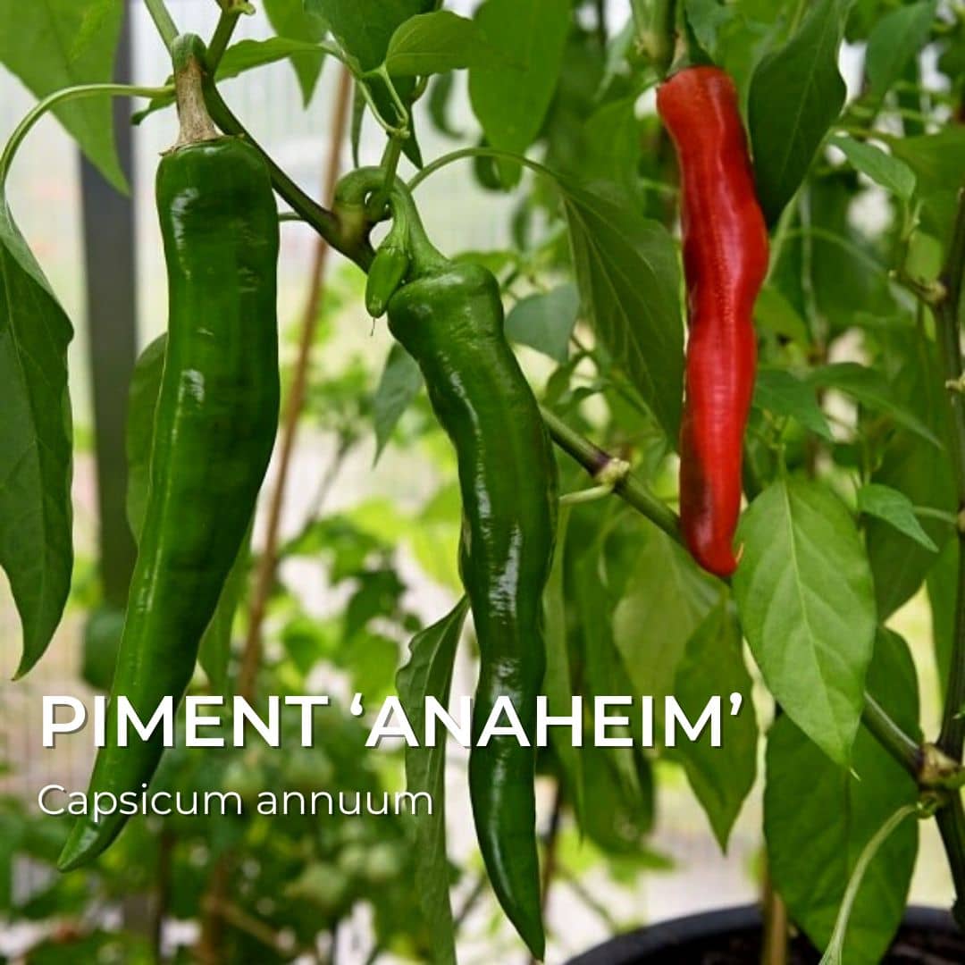 Piment Anaheim — Graines