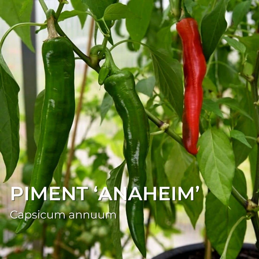 GRAINES - Piment 'Anaheim' (Capsicum annuum)