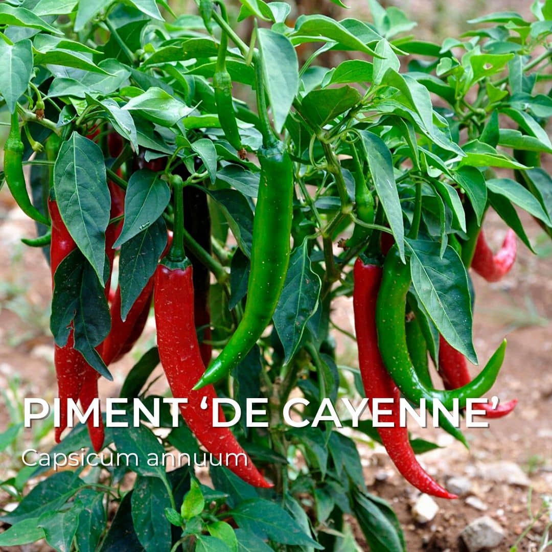 Graines Piment de Cayenne