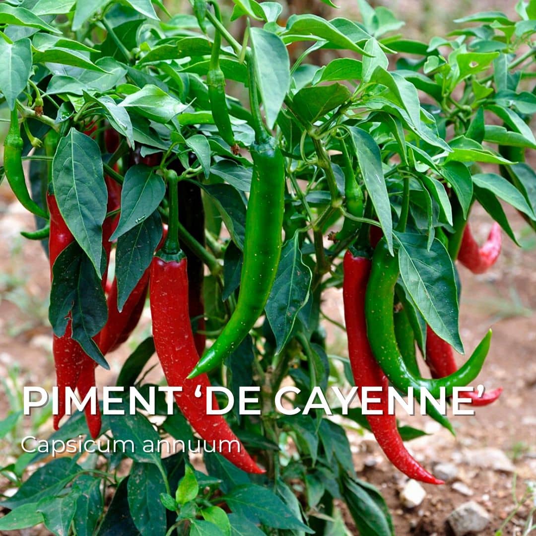 Piment de Cayenne — Graines