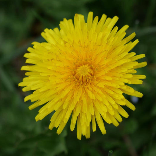 GRAINES - Pissenlit Officinal (Taraxacum officinale)