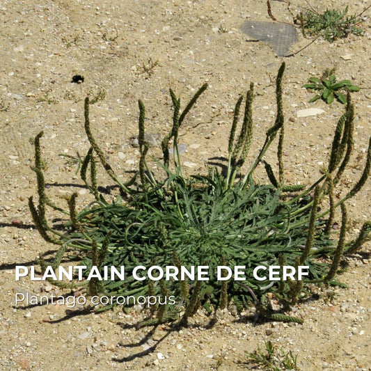 GRAINES - Plantain Corne de Cerf (Plantago coronopus)