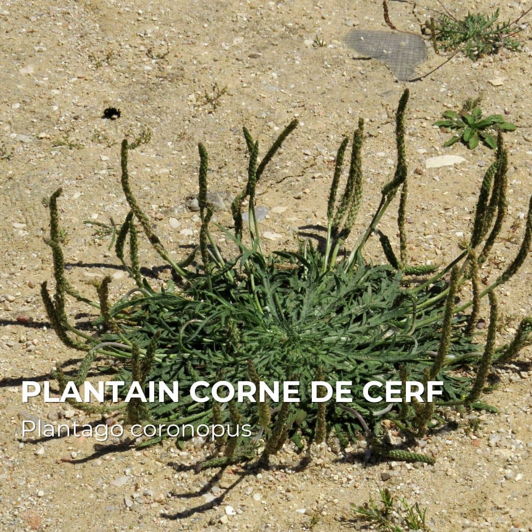 GRAINES - Plantain Corne de Cerf (Plantago coronopus)