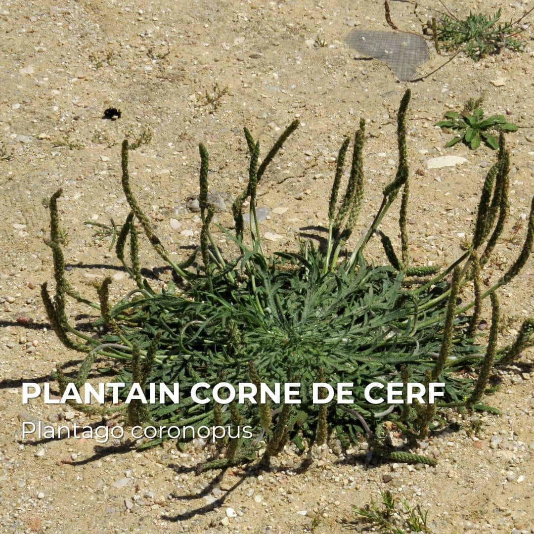 Plantain corne-de-cerf — Graines