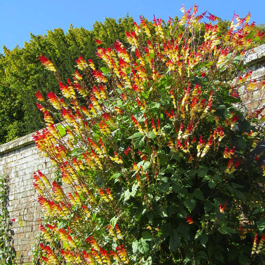 GRAINES de Plumes d'Indien Ipomea lobata Mina lobata