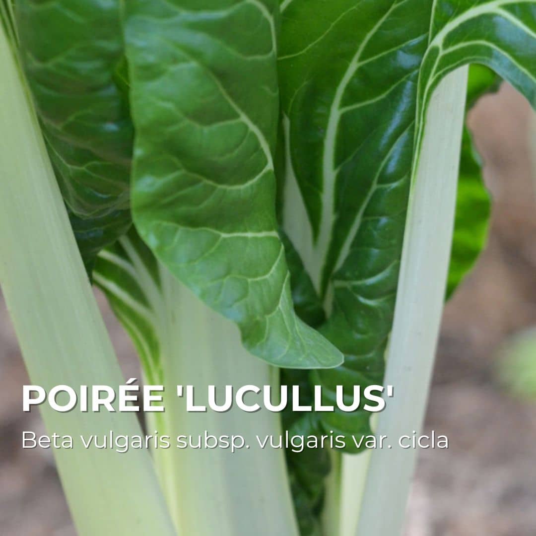 GRAINES - Poirée 'Lucullus' (Beta vulgaris subsp. vulgaris var. cicla)