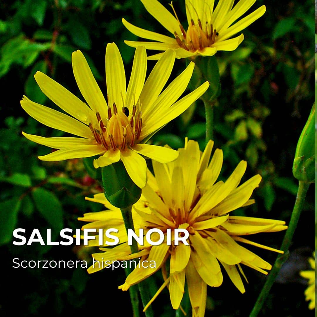 Salsifis noir — Scorsonère — Graines