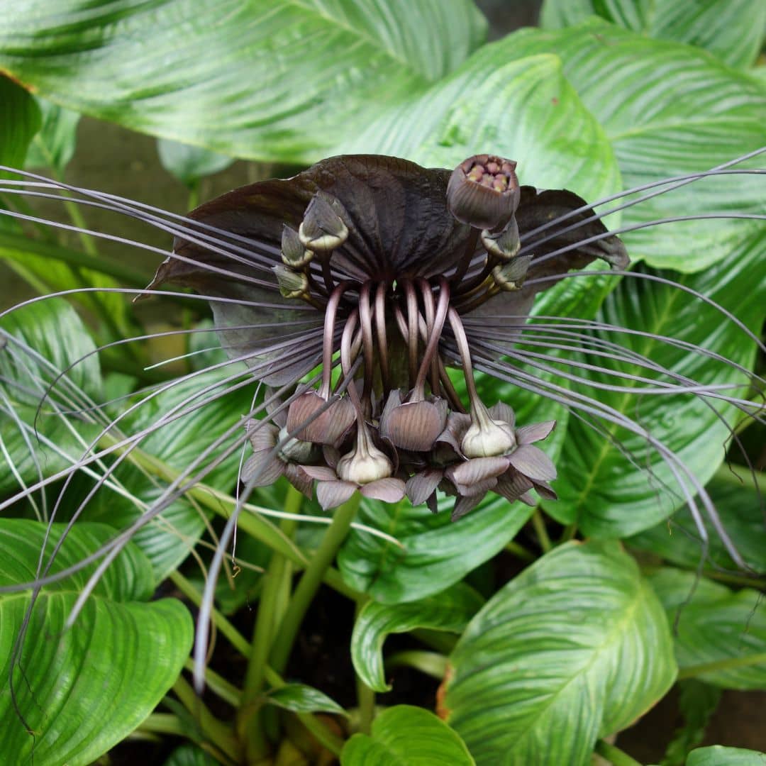 GRAINES de Tacca chantrieri fleur chauve-souris monde végétal plantes rares et insolites