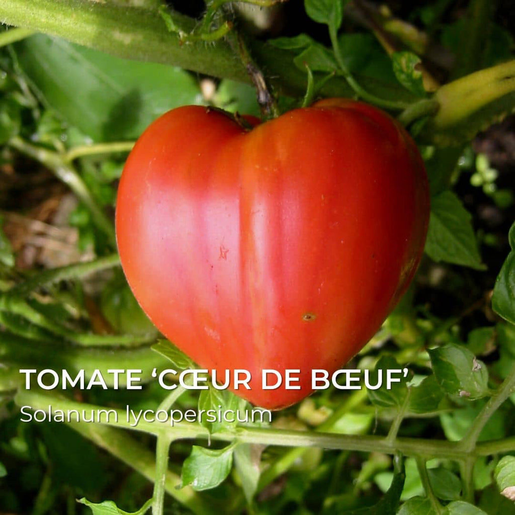 GRAINES - Tomate Cœur de Bœuf (Solanum lycopersicum)