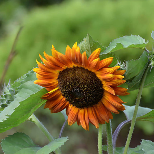 GRAINES de Tournesol Chocolat Helianthus annuus velvet queen monde végétal plantes potagères rares