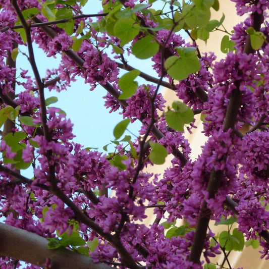 GRAINES de cercis siliquastrum Arbre de judée monde végétal