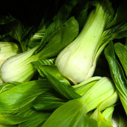 Chou chinois Pak Choi (Brassica rapa)