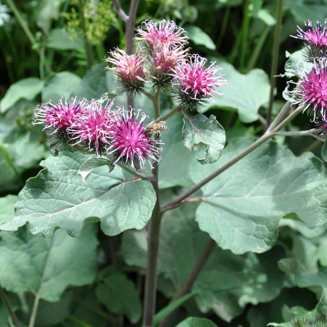 GRAINES de grande bardane arctium lappa plantes sauvages comestible et médicinale monde végétal semences