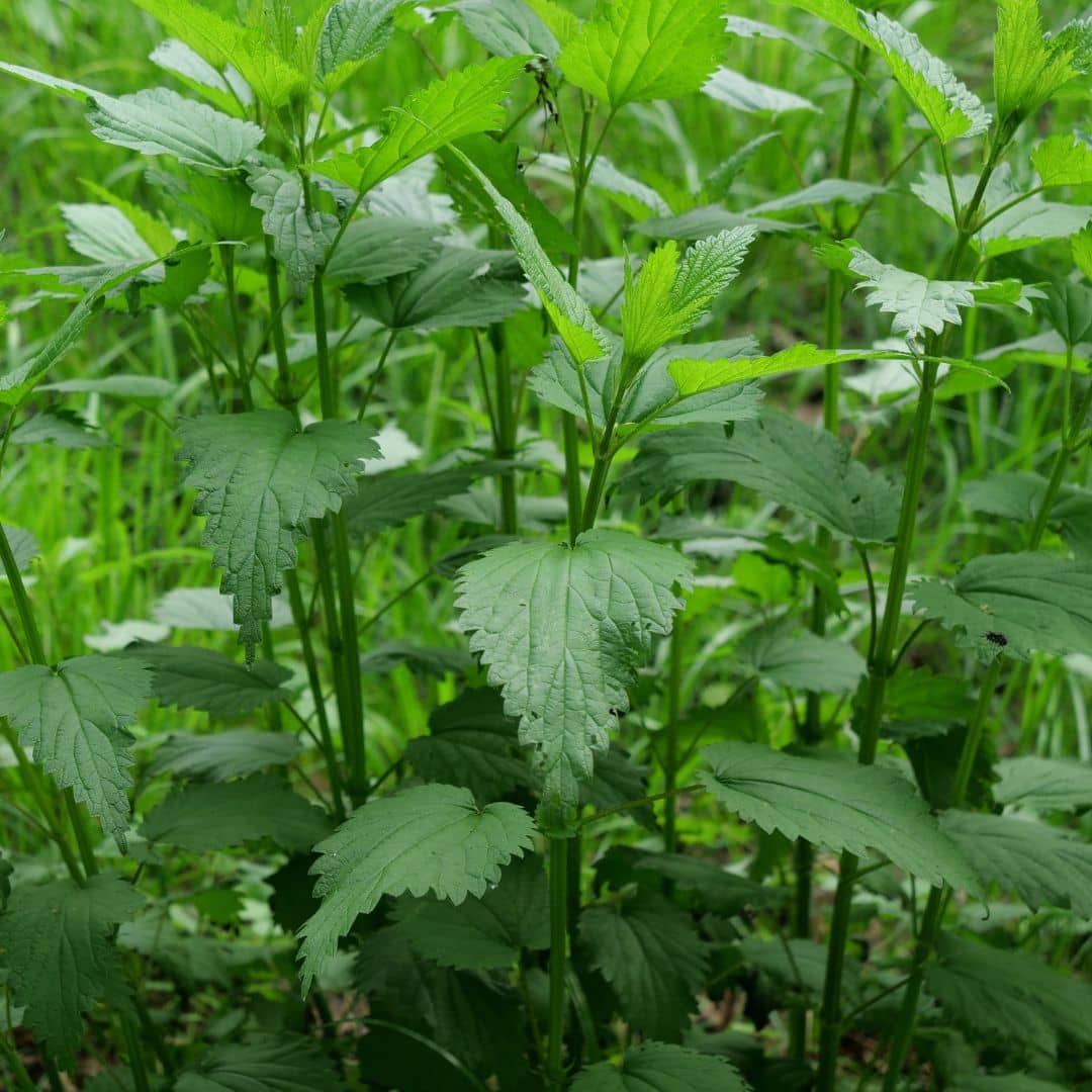 GRAINES de grande ortie urtica dioica semences de plantes sauvages comestibles monde végétal