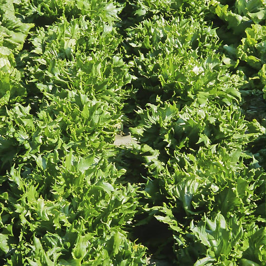 GRAINES de laitue battavia reine des glaces lactuca sativa plantes potagères monde végétal