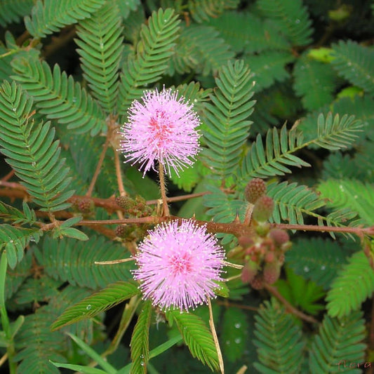 GRAINES de mimosa pudica Mimosa pudique plante sensitive monde végétal