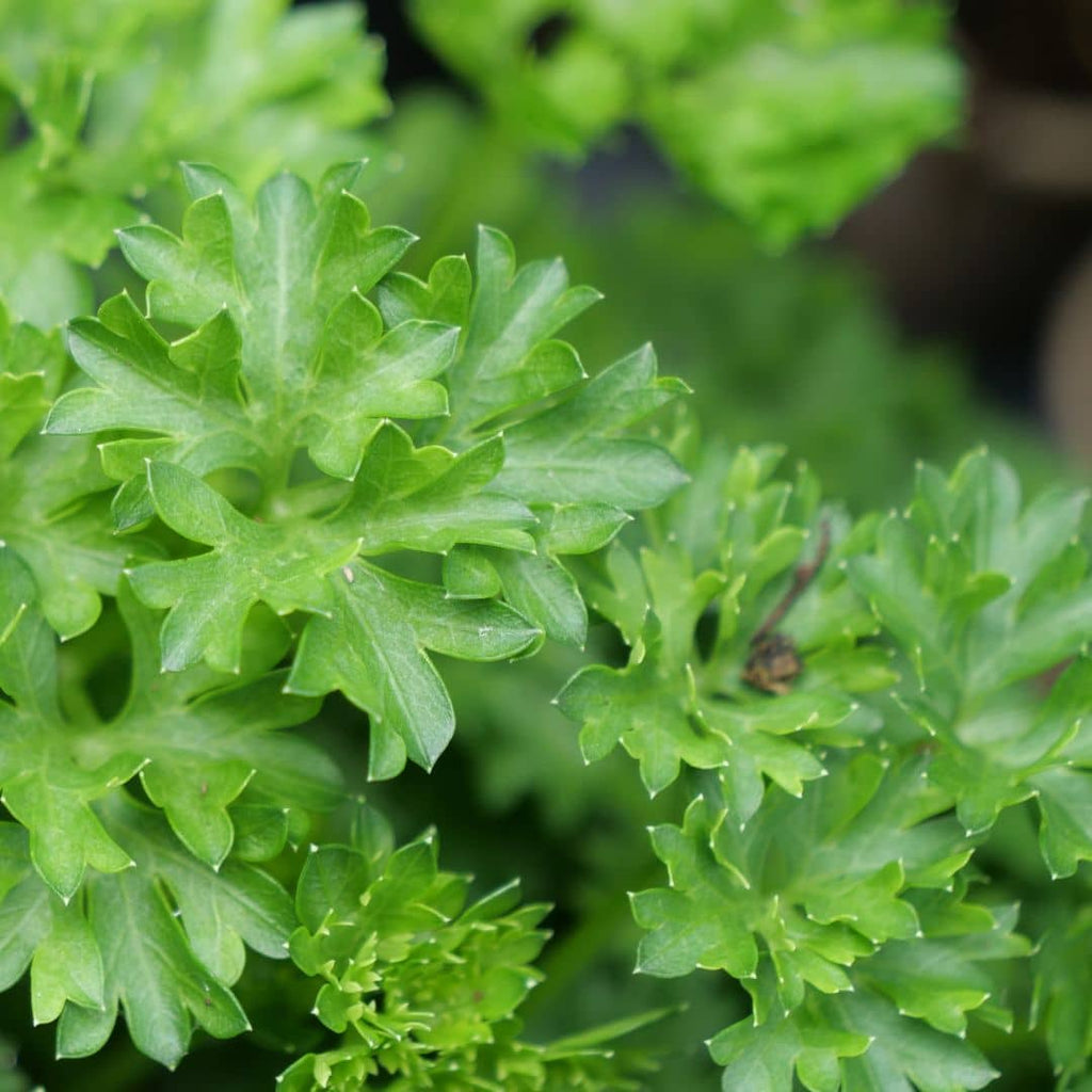 GRAINES - Persil frisé (Petroselinum crispum var. crispum)