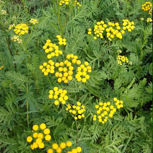 GRAINES de tanaisie commune tanaisie vulgaire tanacetum vulgare monde végétal