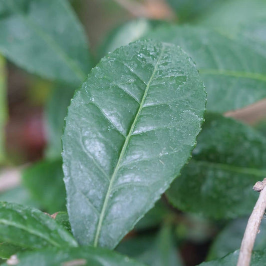 GRAINES de thé véritable camelia sinensis théier pour infusion à cultiver à la maison monde végétal