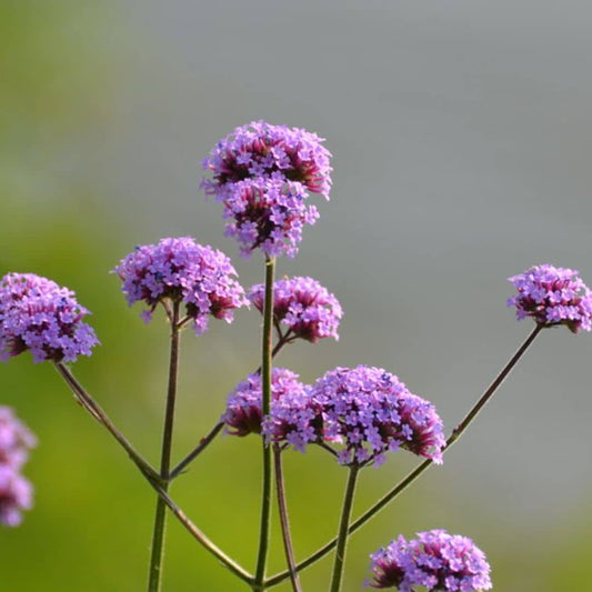 GRAINES de verveine de buenos aires verbena bonariensis monde végétal