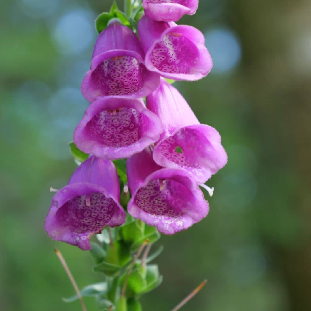 graines digitale pourpre monde végétal semences de plantes sauvages