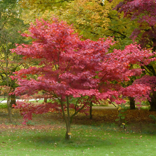 GRAINES érable du japon Acer palmatum atropurpureum monde végétal semences de plantes rares