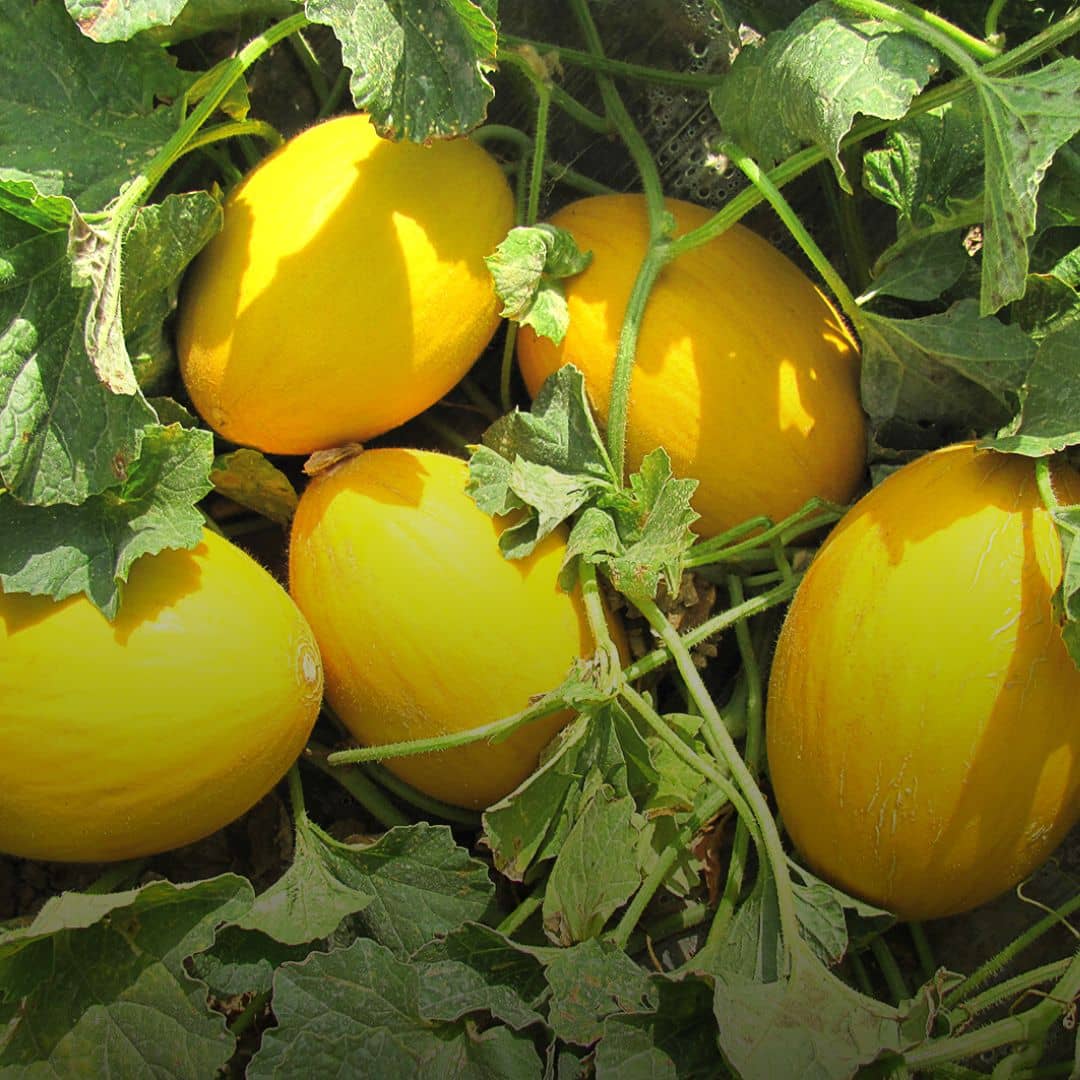 GRAINES - Melon Canari Jaune (Cucumis melo var. inodorus)