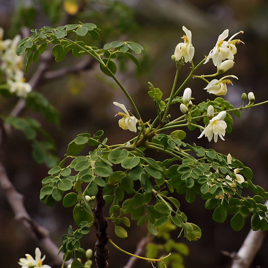 GRAINES moringa oleifera arbre de vie plantes tropicales et médicinales rares monde végétal