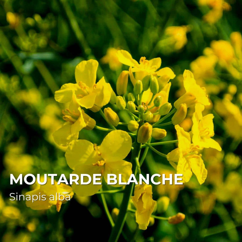 GRAINES - Moutarde Blanche (Sinapis alba)