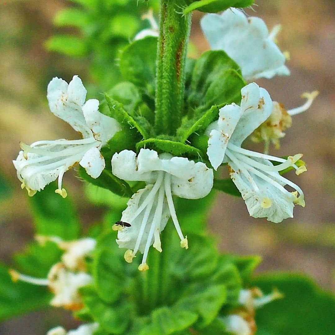 semences ocimum basilicum