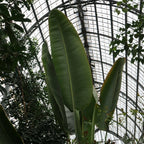 Oiseau de paradis géant (Strelitzia nicolai)