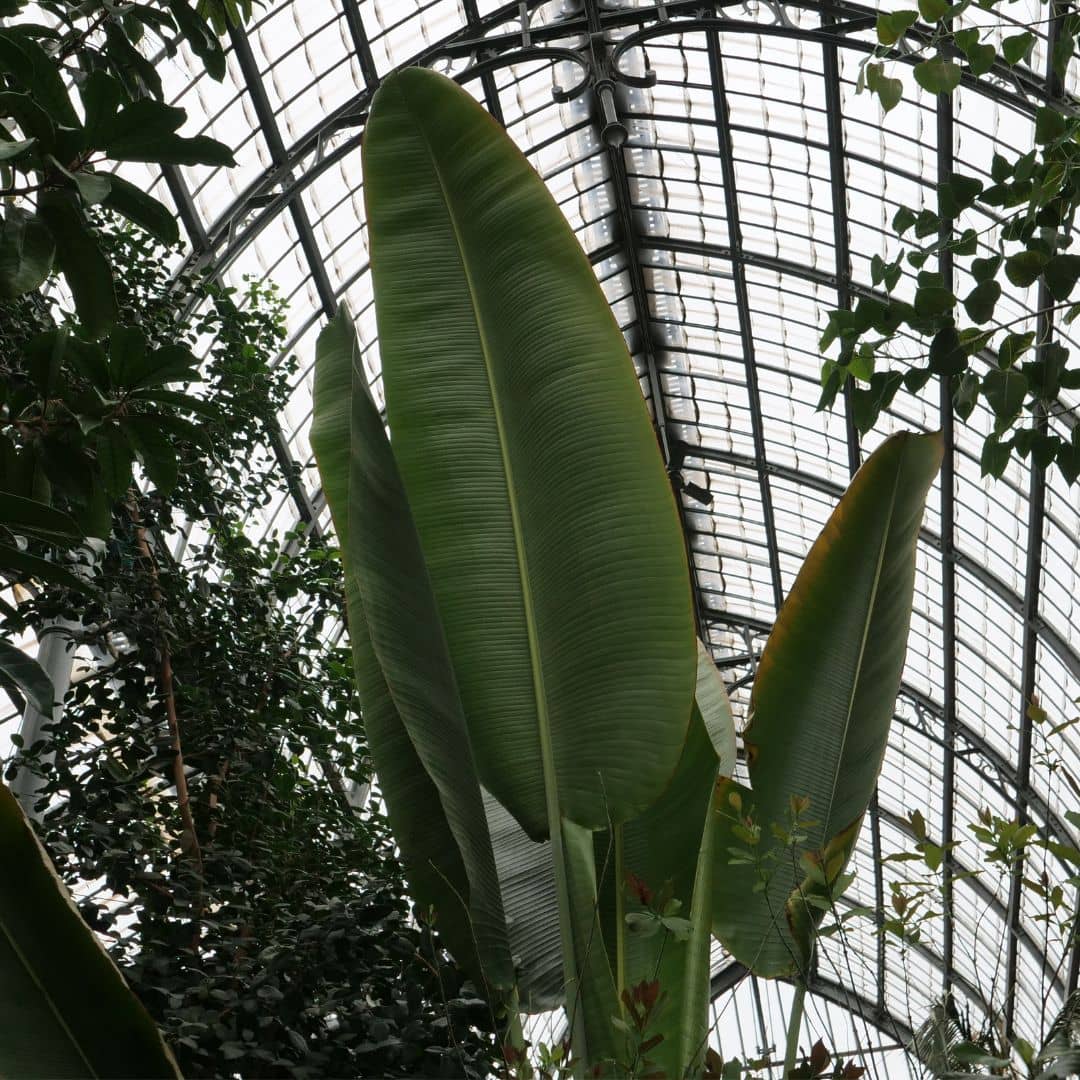 Oiseau de paradis géant — Graines