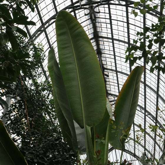 Oiseau de paradis géant (Strelitzia nicolai)