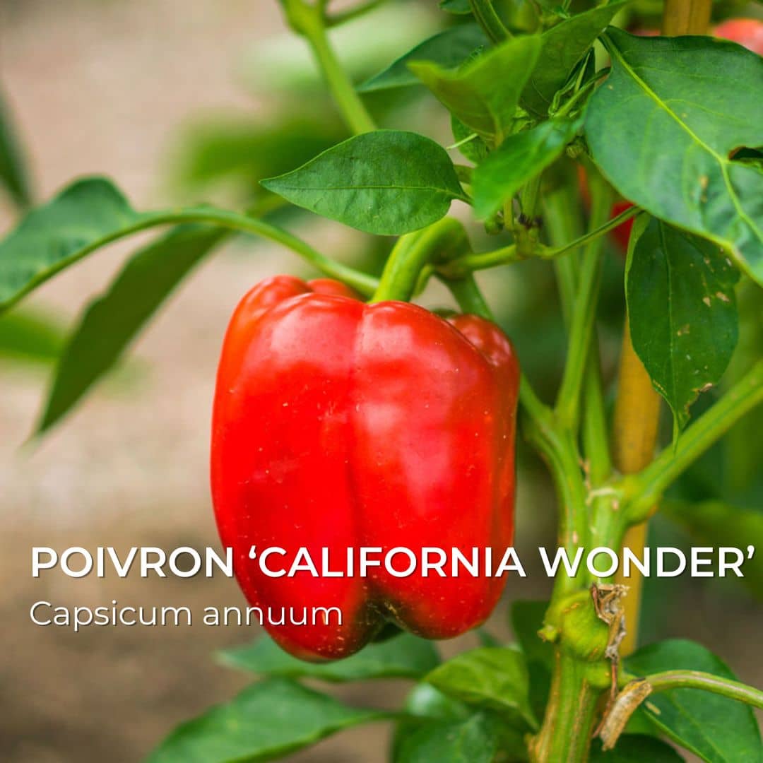 GRAINES - Poivron 'California Wonder' (Capsicum annuum)