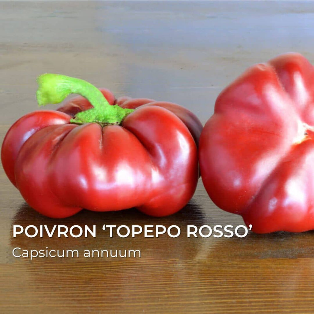 GRAINES - Poivron 'Topepo Rosso' (Capsicum annuum)