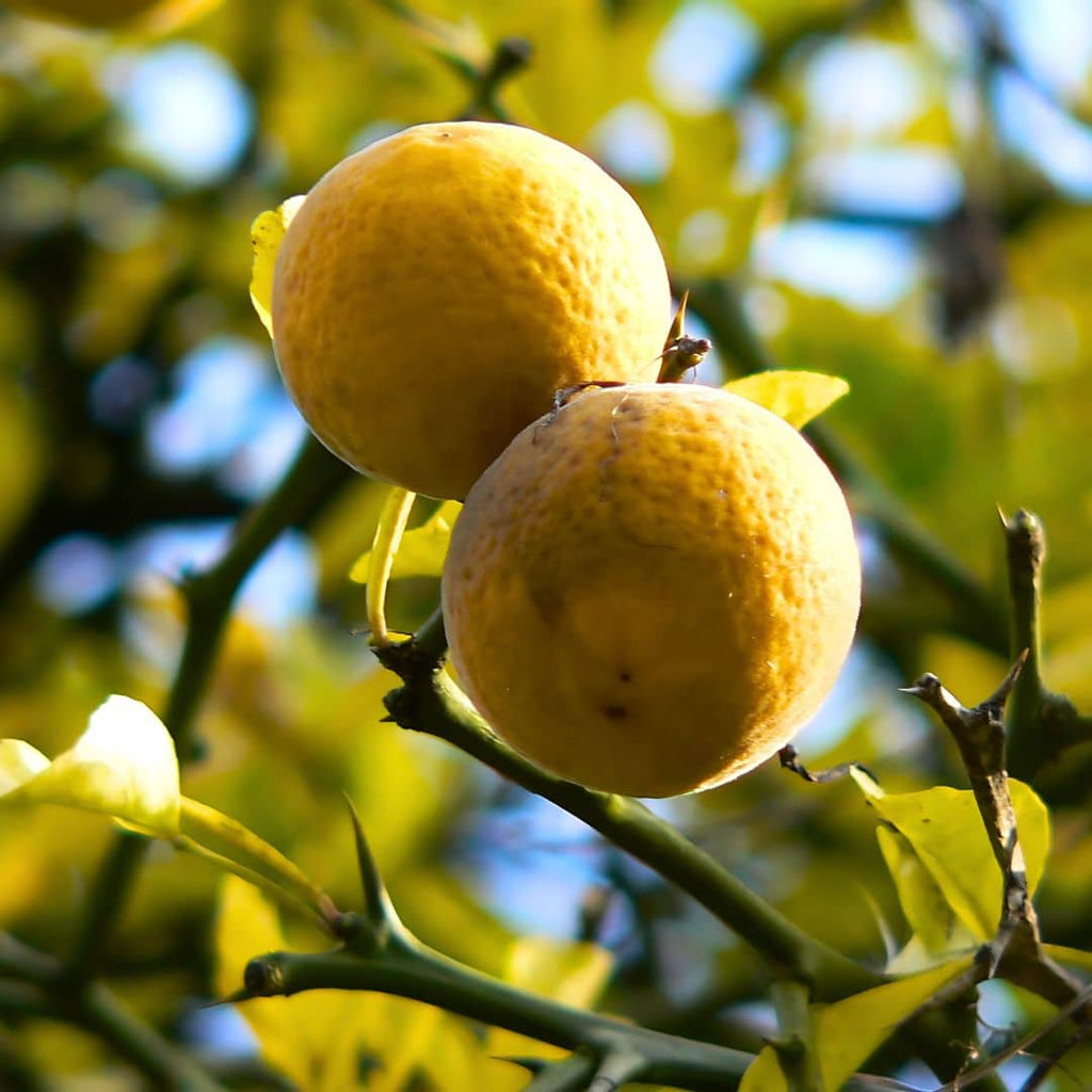 GRAINES - Citronnier Épineux (Poncirus trifoliata) - agrumes