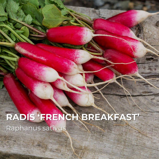 GRAINES - Radis Demi-ong 'French Breakfast' (Raphanus sativus)
