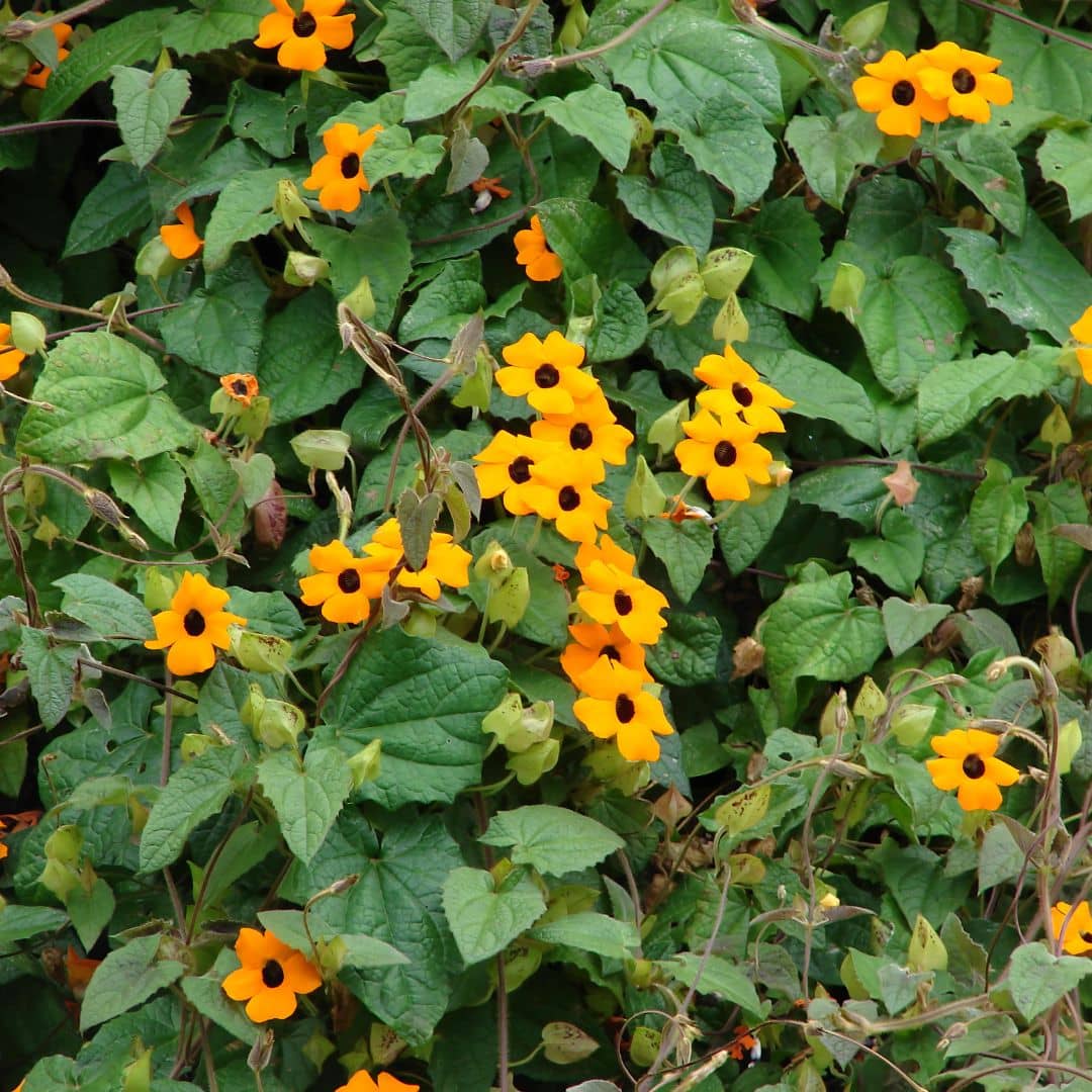 GRAINES thunbergia alata suzanne aux yeux noires plantes grimpantes monde végétal