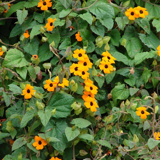 GRAINES thunbergia alata suzanne aux yeux noires plantes grimpantes monde végétal