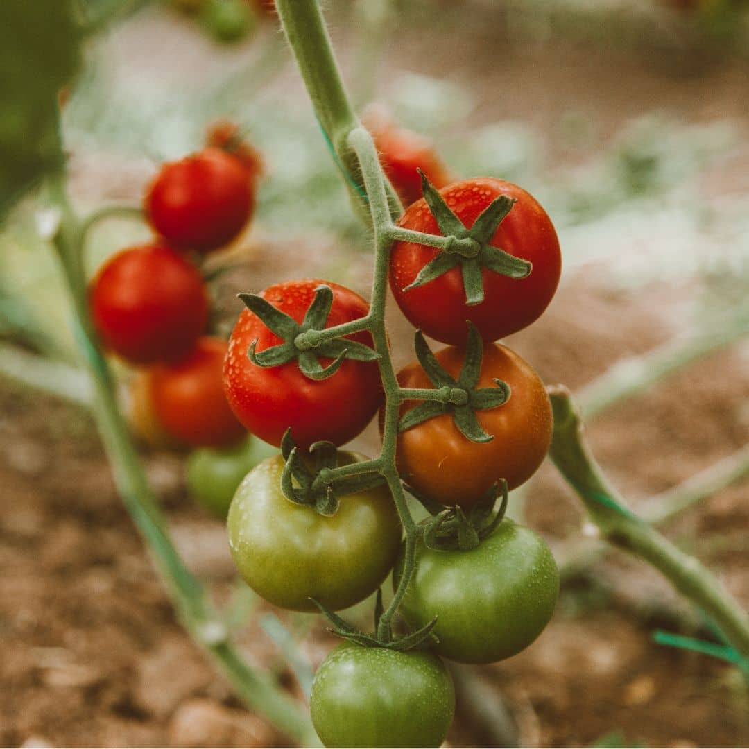 GRAINES tomate marglobe solanum lycopersicum monde végétal