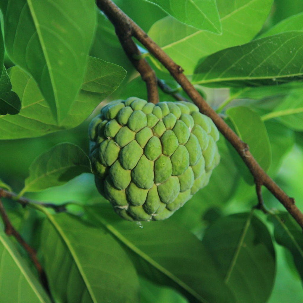 Graines Annona squamosa pomme cannelle arbres fruitier rare monde vegetal