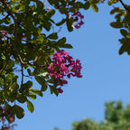 Graines Lilas des Indes Lagerstroemia indica monde vegetal