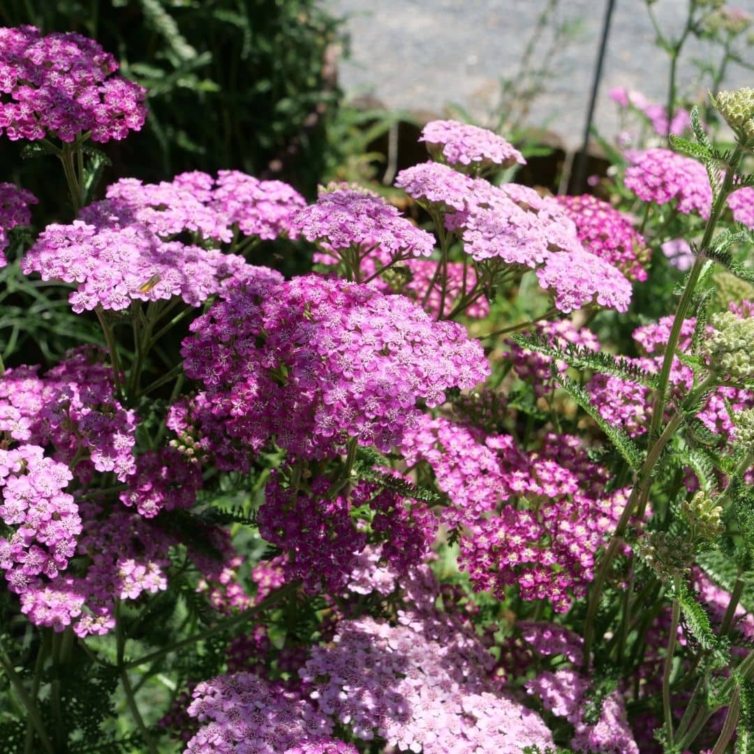 Graines d'achillea millefolium cerise queen achillee millefeuille a fleurs roses faciles a semer