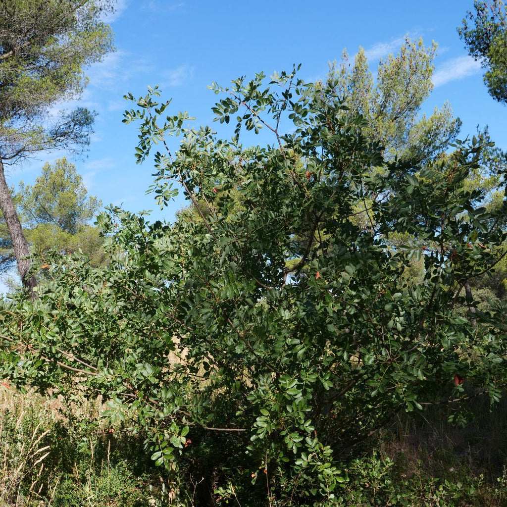 Graines de Pistacia terebinthus, cousin du pistachier, pour jardin sec