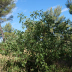 Graines de Pistacia terebinthus, cousin du pistachier, pour jardin sec