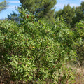 Graines de pistachier térébinthe (Pistacia terebinthus) à semer