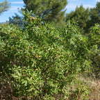 Graines de pistachier térébinthe (Pistacia terebinthus) à semer