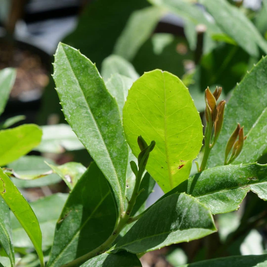 Gros plan sur les feuilles de yerba maté ovales, coriaces, au bord finement denté, d’un vert profond.