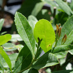 Gros plan sur les feuilles de yerba maté ovales, coriaces, au bord finement denté, d’un vert profond.
