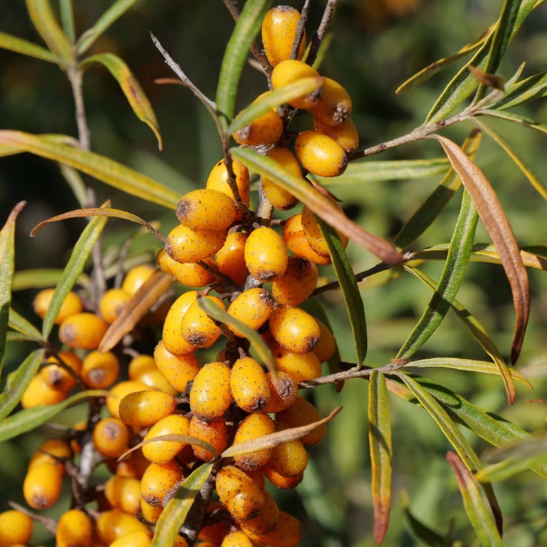 Hippophae rhamnoides argousier et sa production de fruits ultra riches en vitamines C